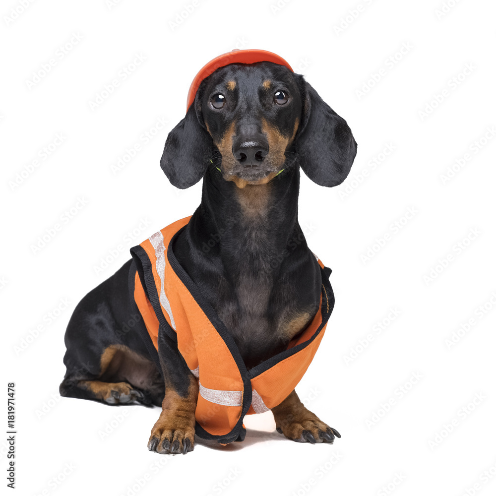 Dachshund dog, black and tan,  in an orange construction vest and helmet isolated on white background