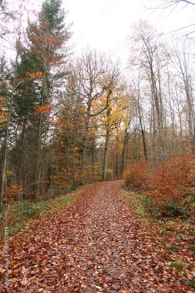 Waldweg im Schönbach bei Steinenbronn