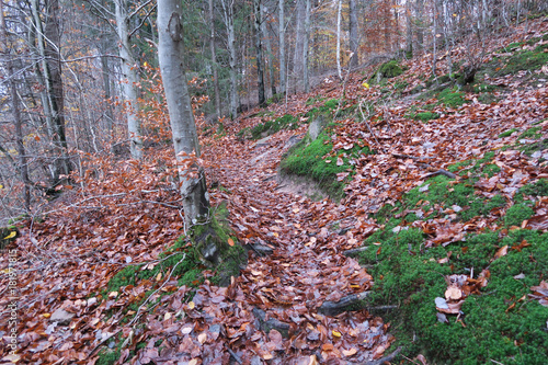 Waldpfad im Schönbuch bei Steinenbronn photo