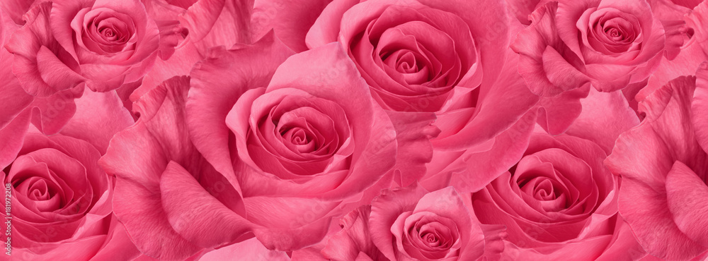 Fototapeta premium pokrywa piękna różowa róża