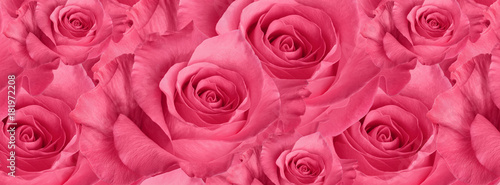  cover beautiful pink rose