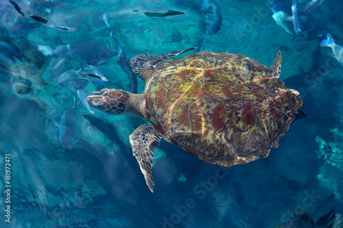 Wild big turtle is in the clear blue sea water. Natural habitat of the reptile. The turtle swims on the surface of the sea. The material can be used as a backdrop for tourist destinations.