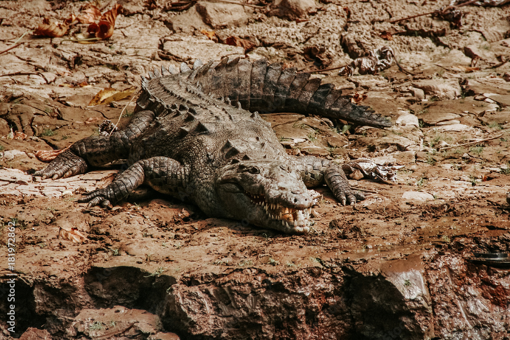 crocodile in Cañon del Sumidero chiapas Mexico crocodile in Cañon del Sumidero chiapas Mexico
