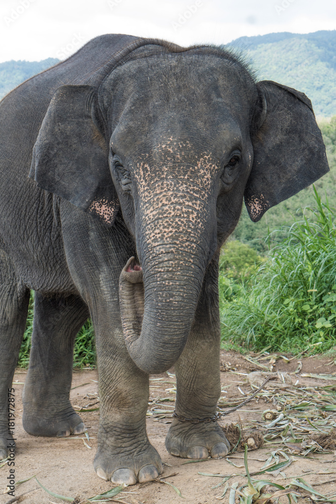 Fototapeta premium Beautiful elephant on the hill in Phuket, Thailand