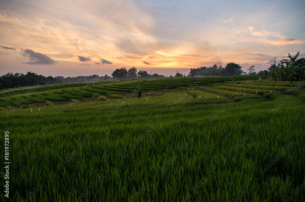 Obraz premium Rice field in Pererenannear Canggu, Bali.
