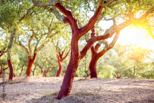 Beautiful view on the plantation of cork oak trees with freshly crumbled bark in Portugal photo