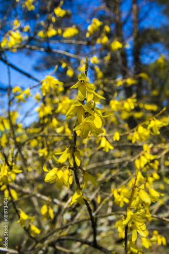 Forsythia blooming, Finland