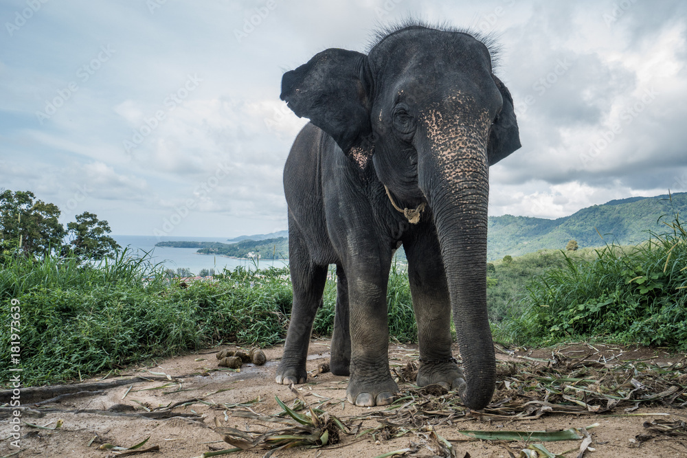 Beautiful elephant on the hill in Phuket, Thailand