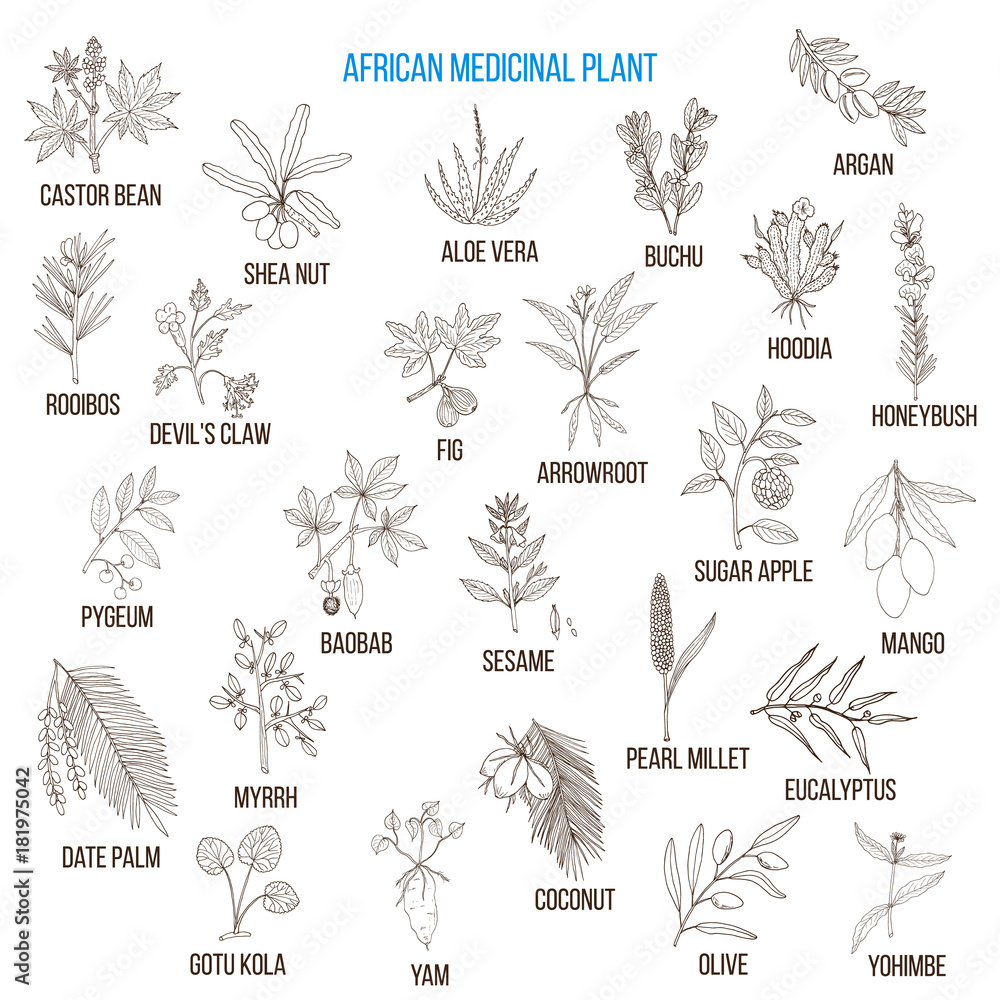 Fototapeta premium African medicinal plants