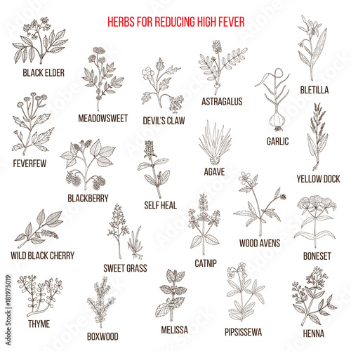 Best herbal remedies for reducing high fever
