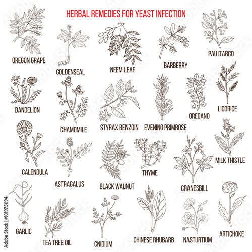 Best herbal remedies for yeast infection