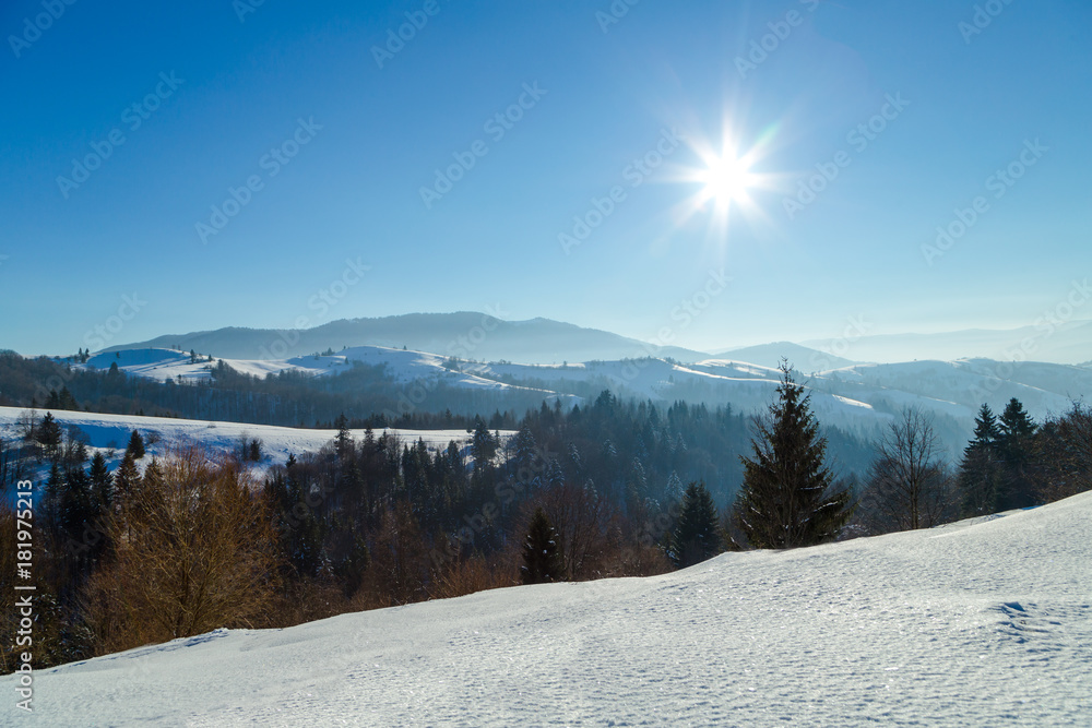 custom made wallpaper toronto digitalmountains forest winter