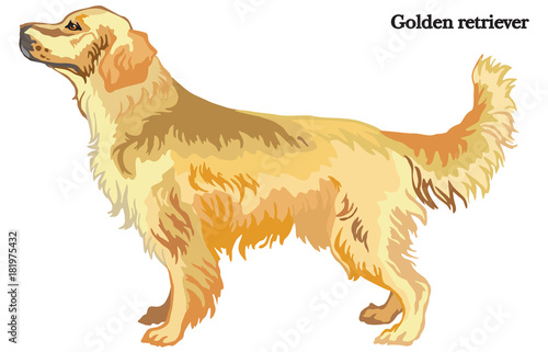 Golden retriever vector illustration