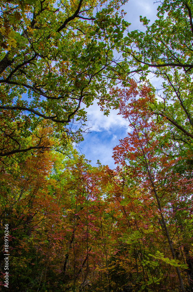 Look up at the sky forest