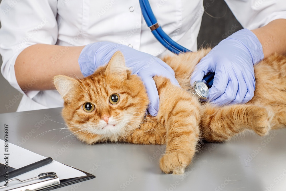 veterinarian  in vet clinic at work.