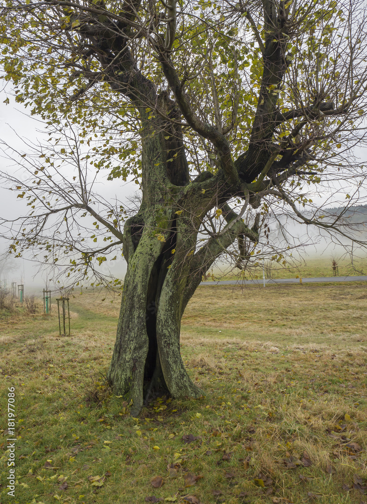 cracked moss covered beech tree with mist background and grass with fallen leaves cracked moss covered beech tree with mist background and grass with fallen leaves