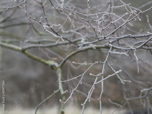 first frost - close up rime frozen bare cherry tree branches snow covered beige winter bokeh background