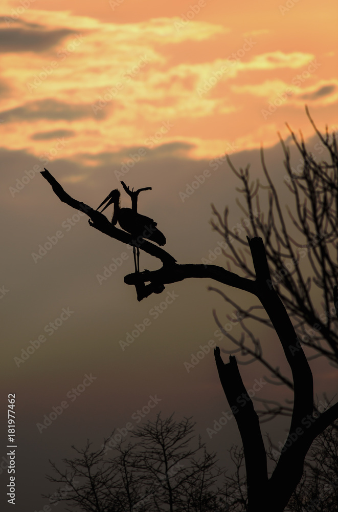 Silhouette of a Marabou Stork (Leptoptilos crumenifer) resting on a branch at sunset, with an orange tinged sky and clouds in South Luangwa National Park, Zambia.