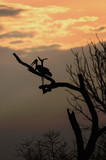 Silhouette of a Marabou Stork (Leptoptilos crumenifer) resting on a branch at sunset, with an orange tinged sky and clouds in South Luangwa National Park, Zambia.