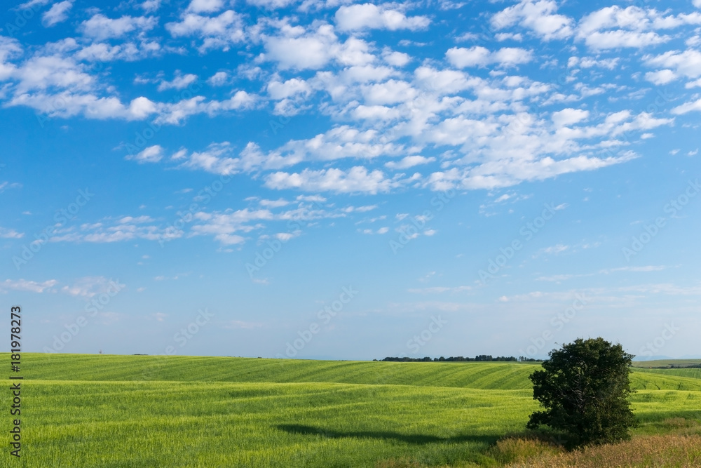 Fototapeta premium Idaho Wheat Field