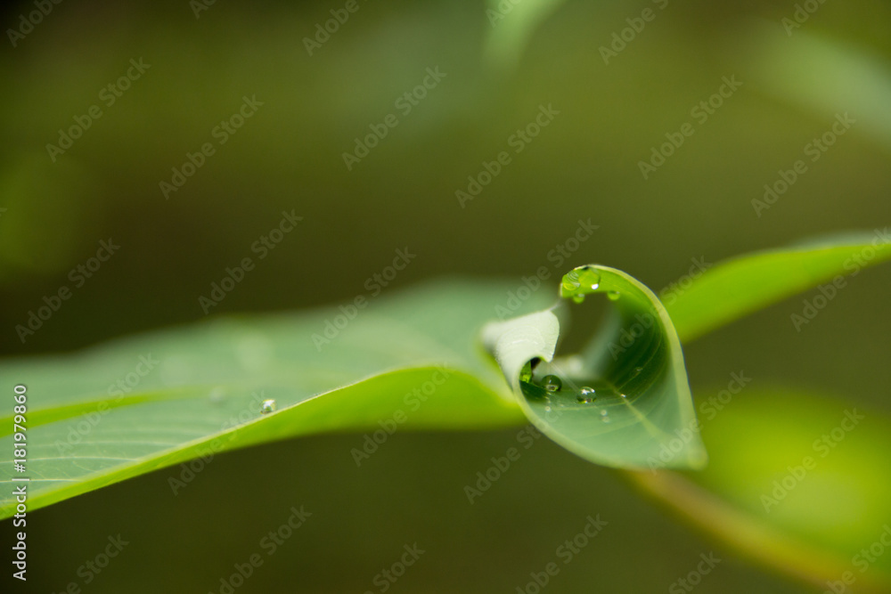 Plants details 