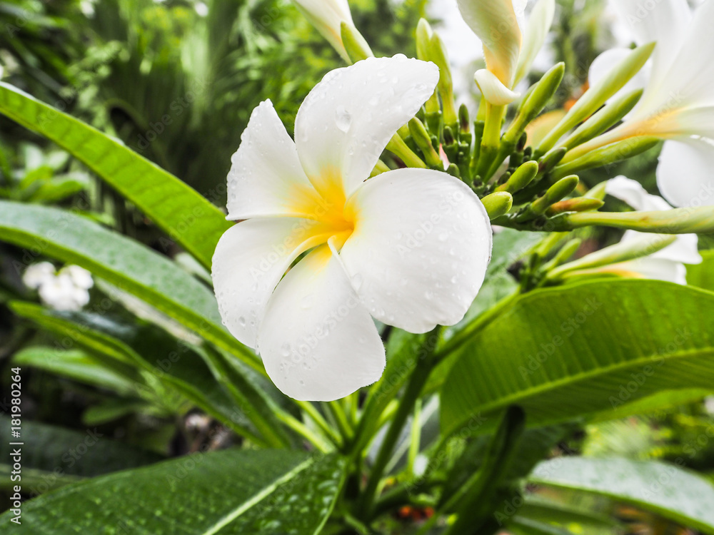 Fototapeta premium White Plumeria or franginpani flower covered in rain droplets blooming on a tree, Bali