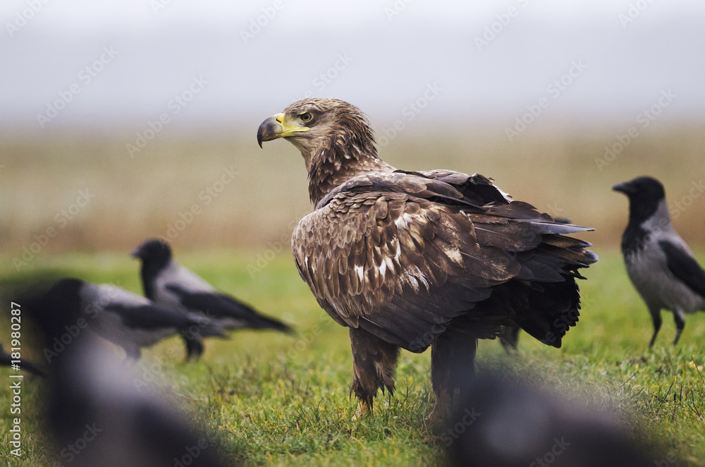 Fototapeta premium White-tailed Eagle, Haliaeetus albicilla, Hungary, Europe