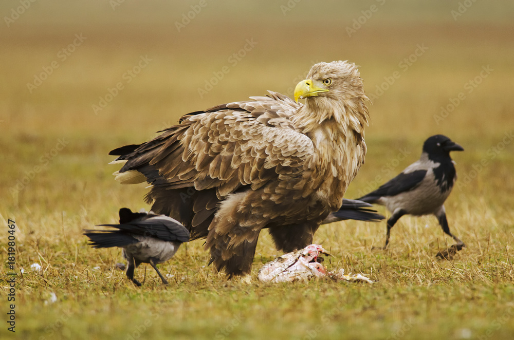 Fototapeta premium White-tailed Eagle, Haliaeetus albicilla, Hungary, Europe