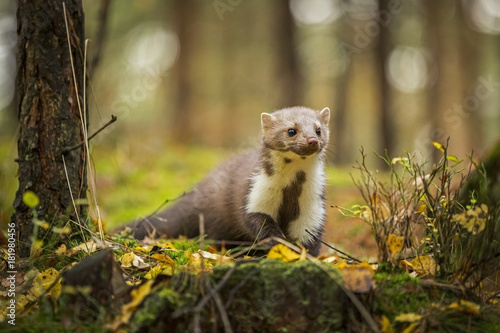 Obraz na płótnie Marten, Marten foida into forest