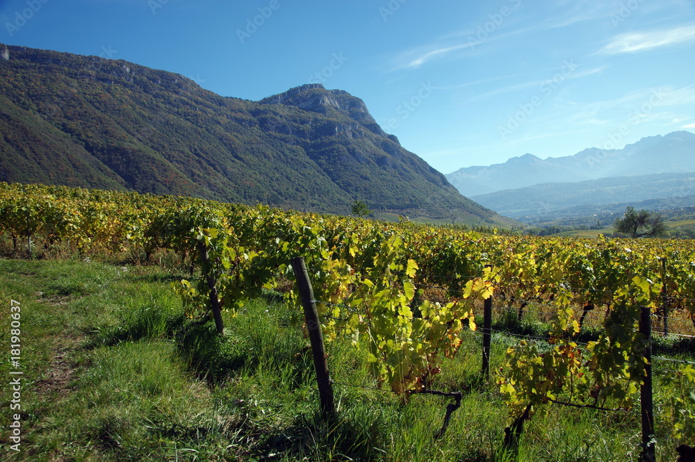 Fototapeta premium campagne et terroir