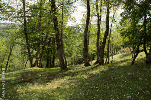 Bosco, Parco Nazionale del Cilento e Vallo di Diano, primavera  photo