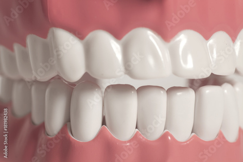 Teeth model photo