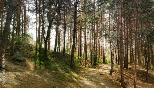 Dirty clay road in a coniferous forest. Foggy pine wild woods landscape in Ukraine
