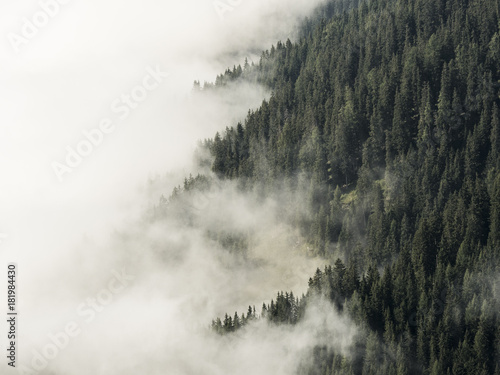Fog covered forest mountain side, half clouds, half trees, alps, Southtirol, Italy