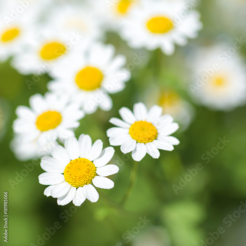  chamomile grows in a wild field