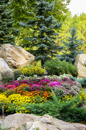 Fototapeta Naklejka Na Ścianę i Meble -  lanscape design. beautiful garden of blue spruce, bright yellow chrysanthemum and other vegetation, paths with pebbles for a walk
