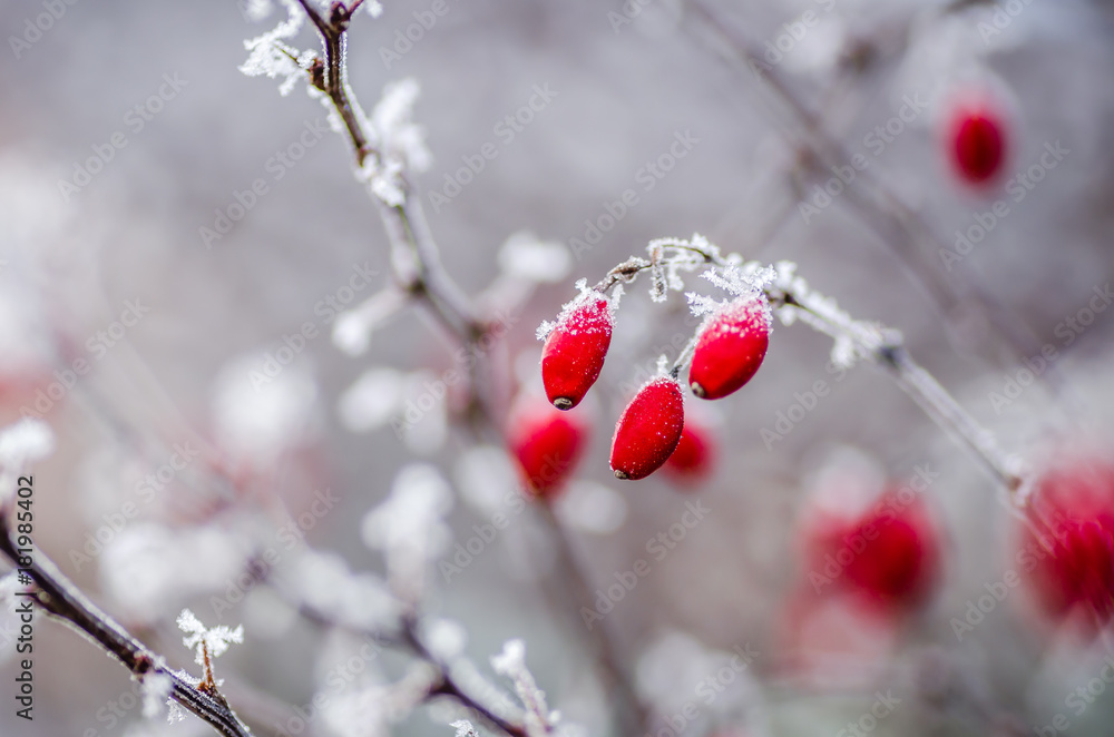 Rosa canina. A winter natural bright light background of white bush of dog-rose covered with ice frost snow and red vivid berries on cold winter day Rosa canina. A winter natural bright light background of white bush of dog-rose covered with ice frost snow and red vivid berries on cold winter day