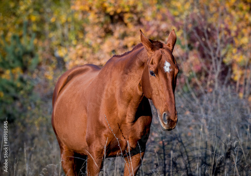 A red horse posing for a portrait on a background of autumn foliage