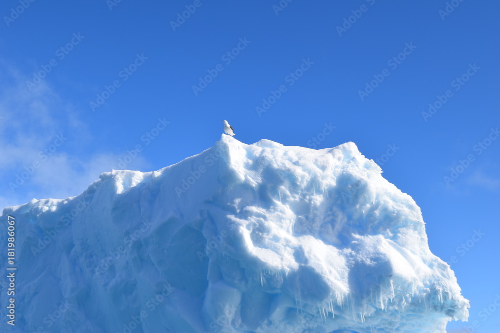 Naklejka antartica