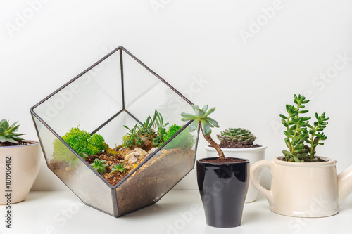 mini succulent garden in glass florarium