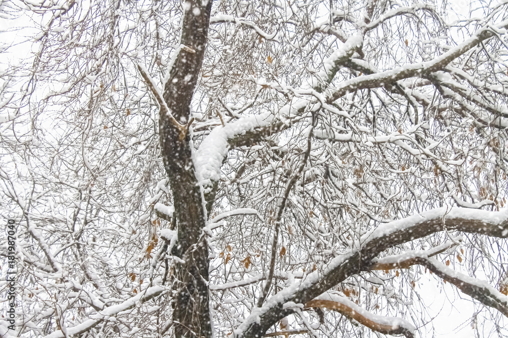 First snow. Snow flakes in the air. White branches on the trees. Winter. First snow. Snow flakes in the air. White branches on the trees. Winter.