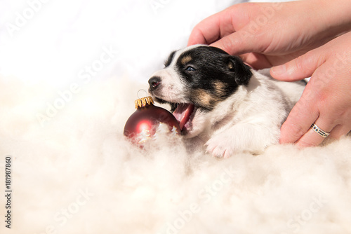 cute small christmas puppy - jack russell terrier © Karoline Thalhofer