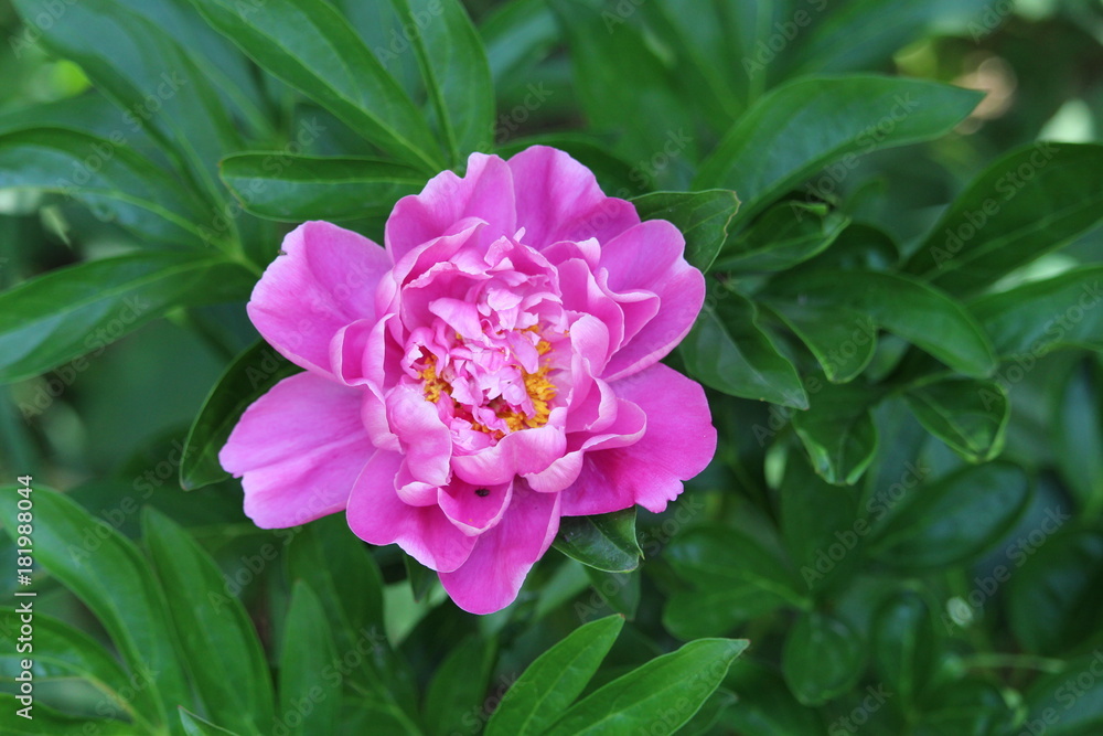Fototapeta premium Double Pink Peony