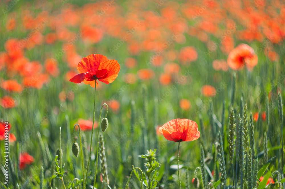 Obraz premium Flowers of red poppies bloom in the field