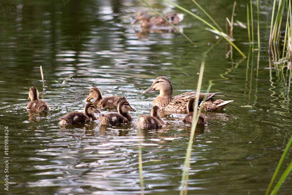 Naklejka premium duck tales