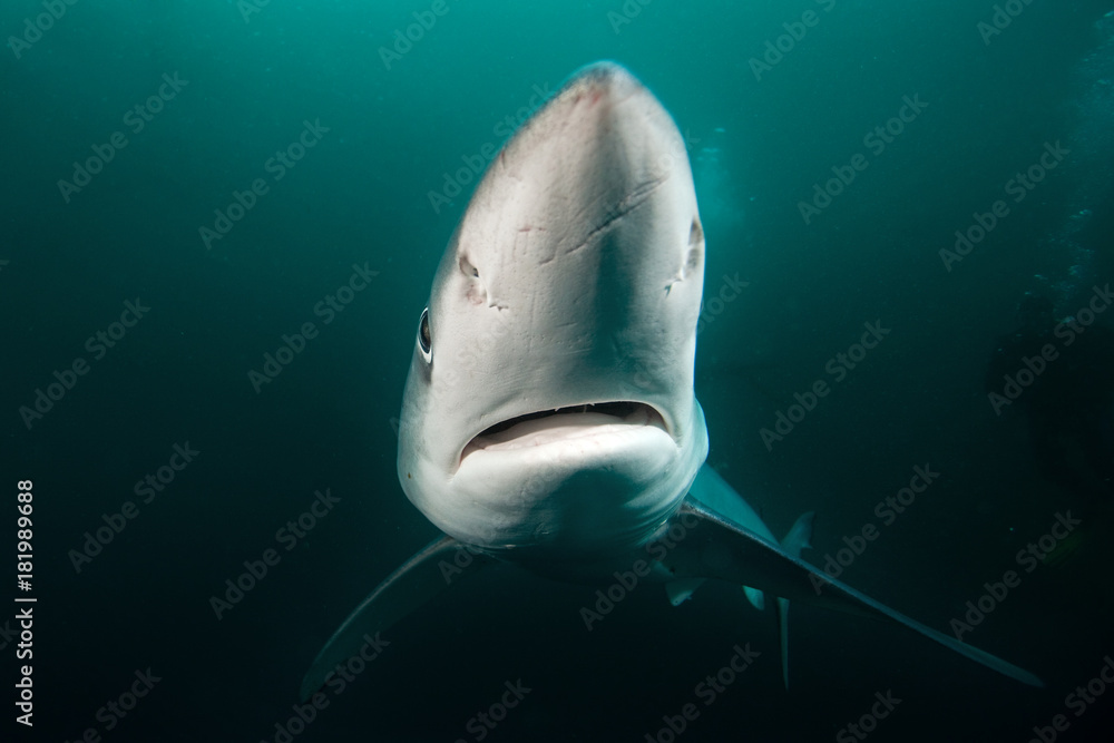 Naklejka premium blue shark, prionace glauca, South Africa