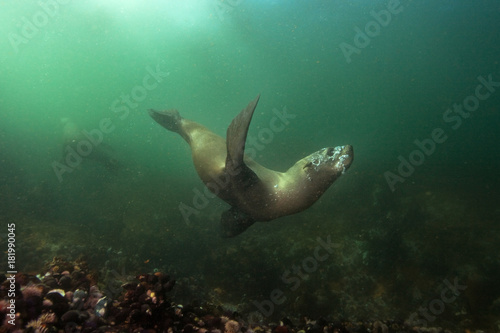 brown fur seal  arctocephalus pusillus  South Africa
