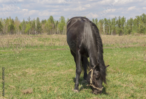 Portrait of a black horse on a background of green grass