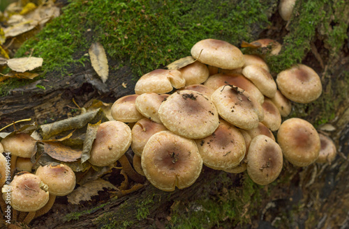 Fungi,mushroom small much growing on timber.