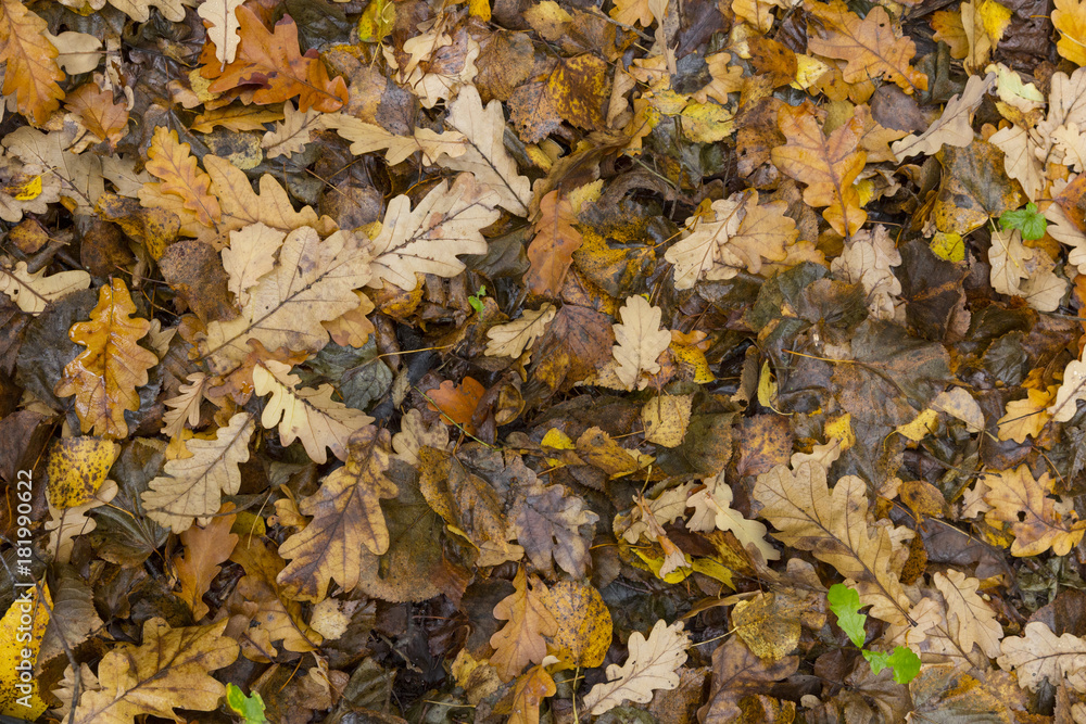 Colorful and bright background made of fallen autumn leaves.